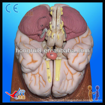 Advanced anatomical human 3d brain model